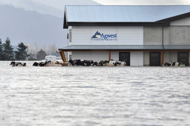 Cows are seen stranded due to widespread flooding in Abbotsford, British Columbia, Canada November 16, 2021. REUTERS/Jennifer Gauthier