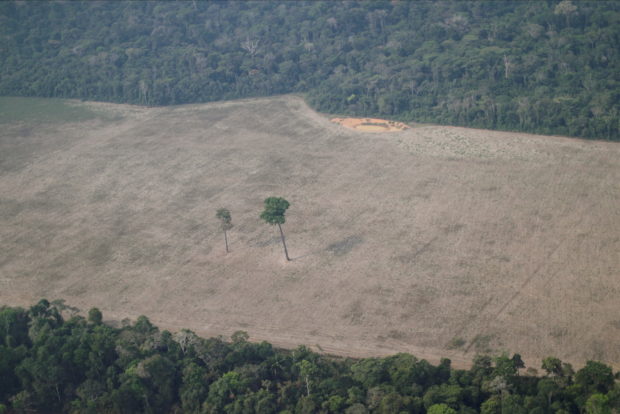 FILE PHOTO: An aerial view shows a tree at the center of a deforested plot of the Amazon near Porto Velho, Rondonia State, Brazil August 14, 2020. REUTERS/Ueslei Marcelino