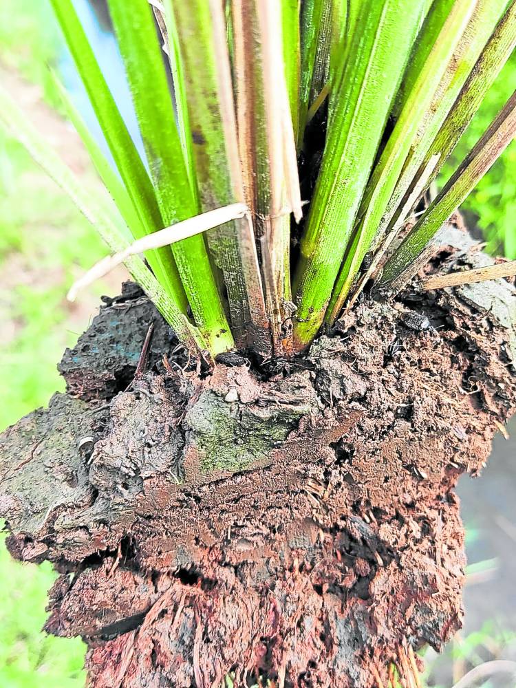 Sap-feeding black bugs attack Pampanga rice farms | Inquirer News