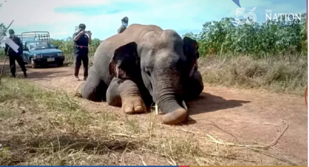 Thailand dead elephant