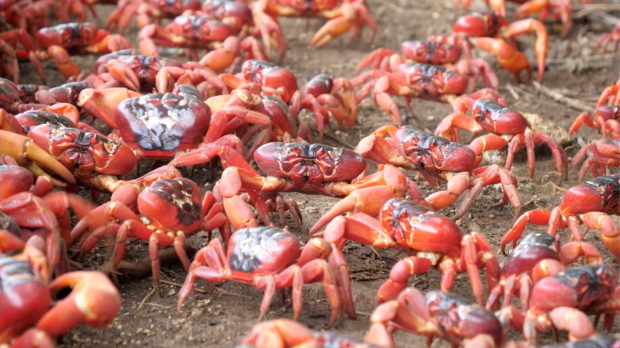 migrating red crabs