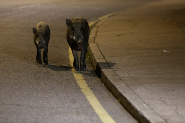 Hong Kong wild boars