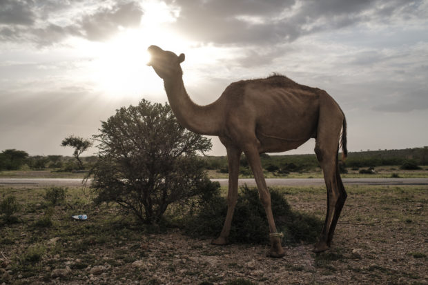 somalia camel
