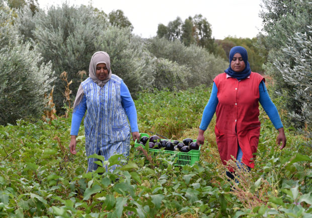tunisia agriculture