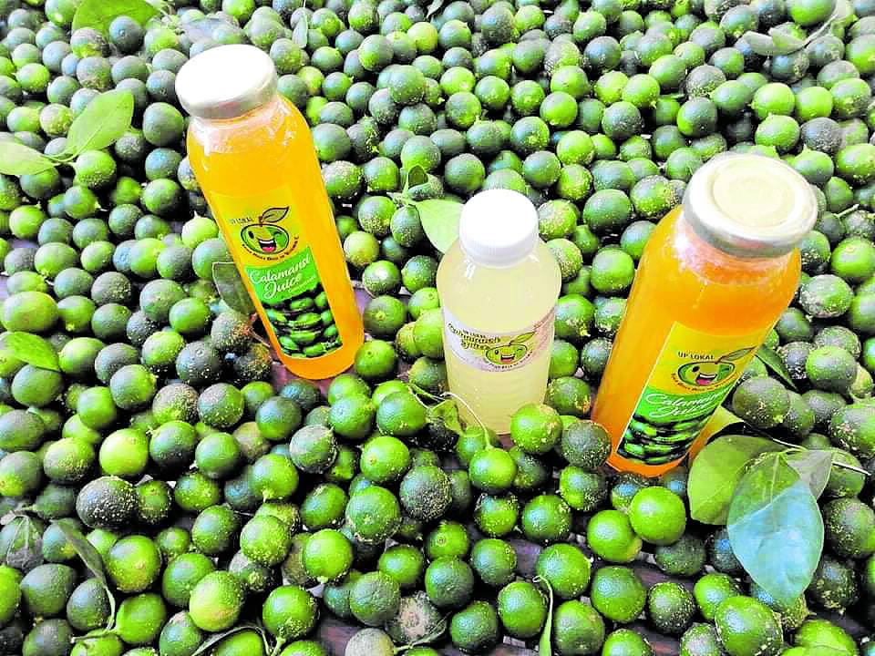 Calamansi proves to be a lifesaver in Pangasinan town during pandemic