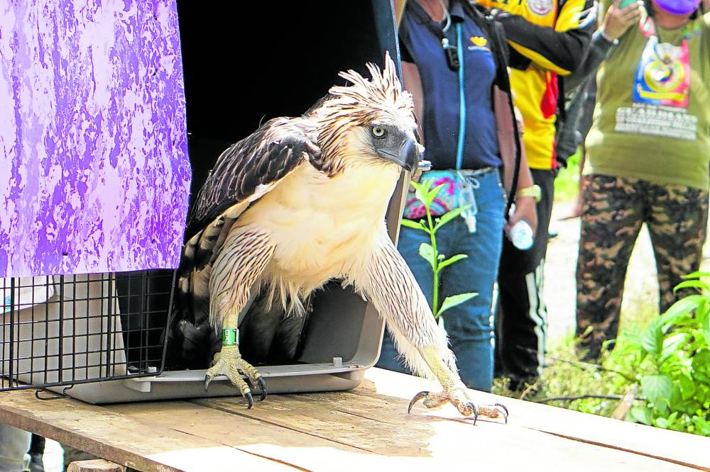 Conservationists Push For More Support, Action To Save Ph Eagle 