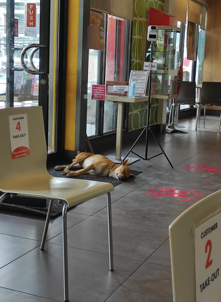 a stay dog sleeping on a non-slip door mat inside a fast-food restaurant