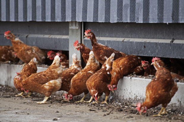 Bird flu discovered at Dutch farm; 170,000 chickens to be culled