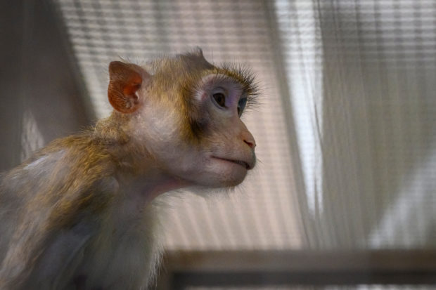 Lab monkeys escape after US road crash, one on the loose