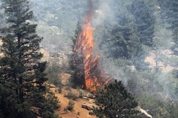 FILE PHOTO: A tree erupts into flames in the Waldo Canyon fire west of Colorado Springs, Colorado June 26, 2012. REUTERS/Rick Wilking