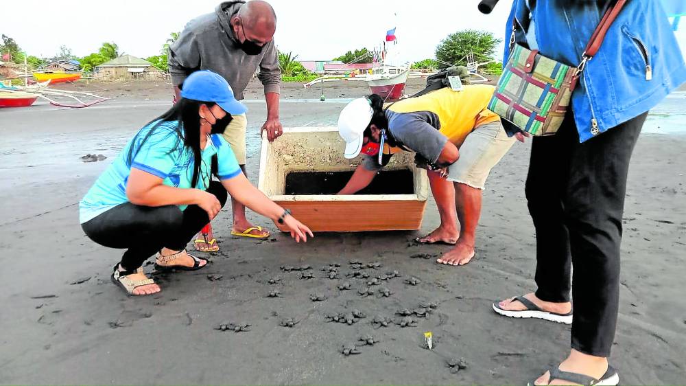 More sea turtles released in Quezon’s Tayabas Bay Inquirer News