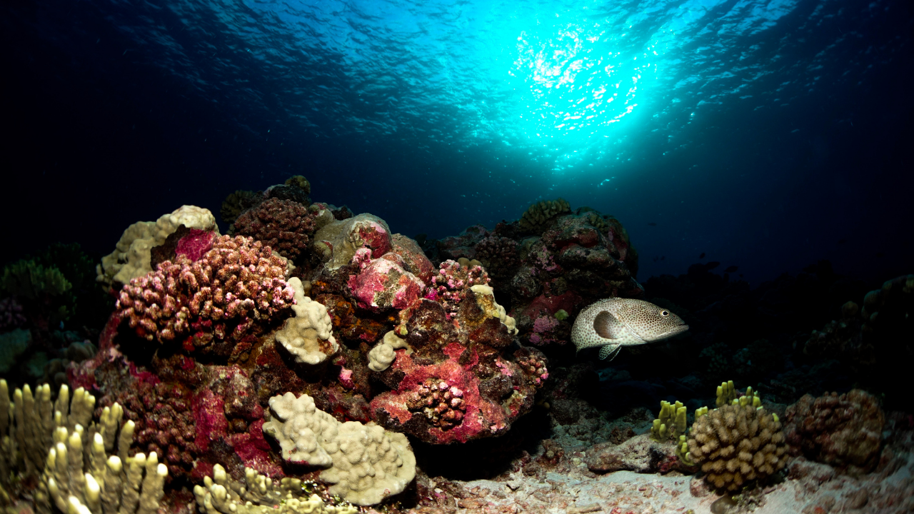 Reef in Tahiti