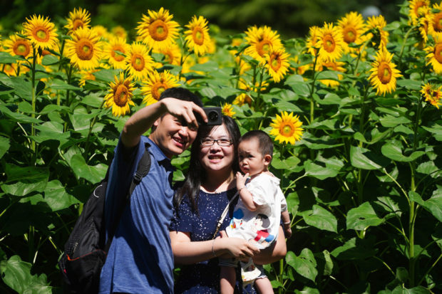 blooming sunflowers at the Olympic Forest Park in Beijing, China