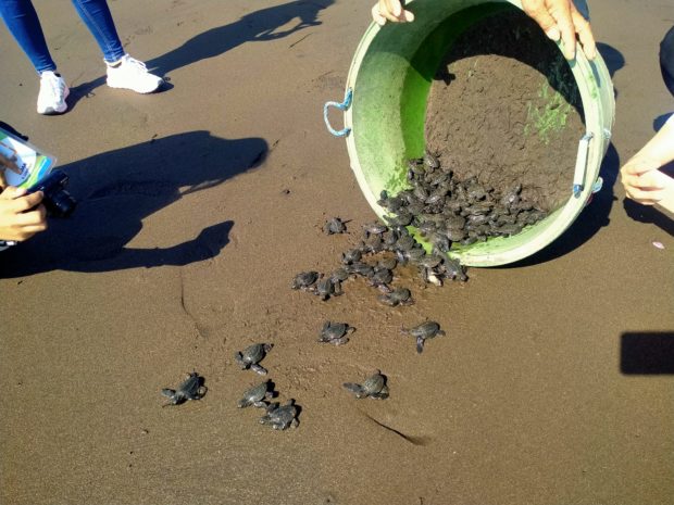 Over 80 baby sea turtles crawl back to their natural habitat in Tayabas Bay in Sariaya town, Quezon province, after they were freed by local officials and residents who took care of them
