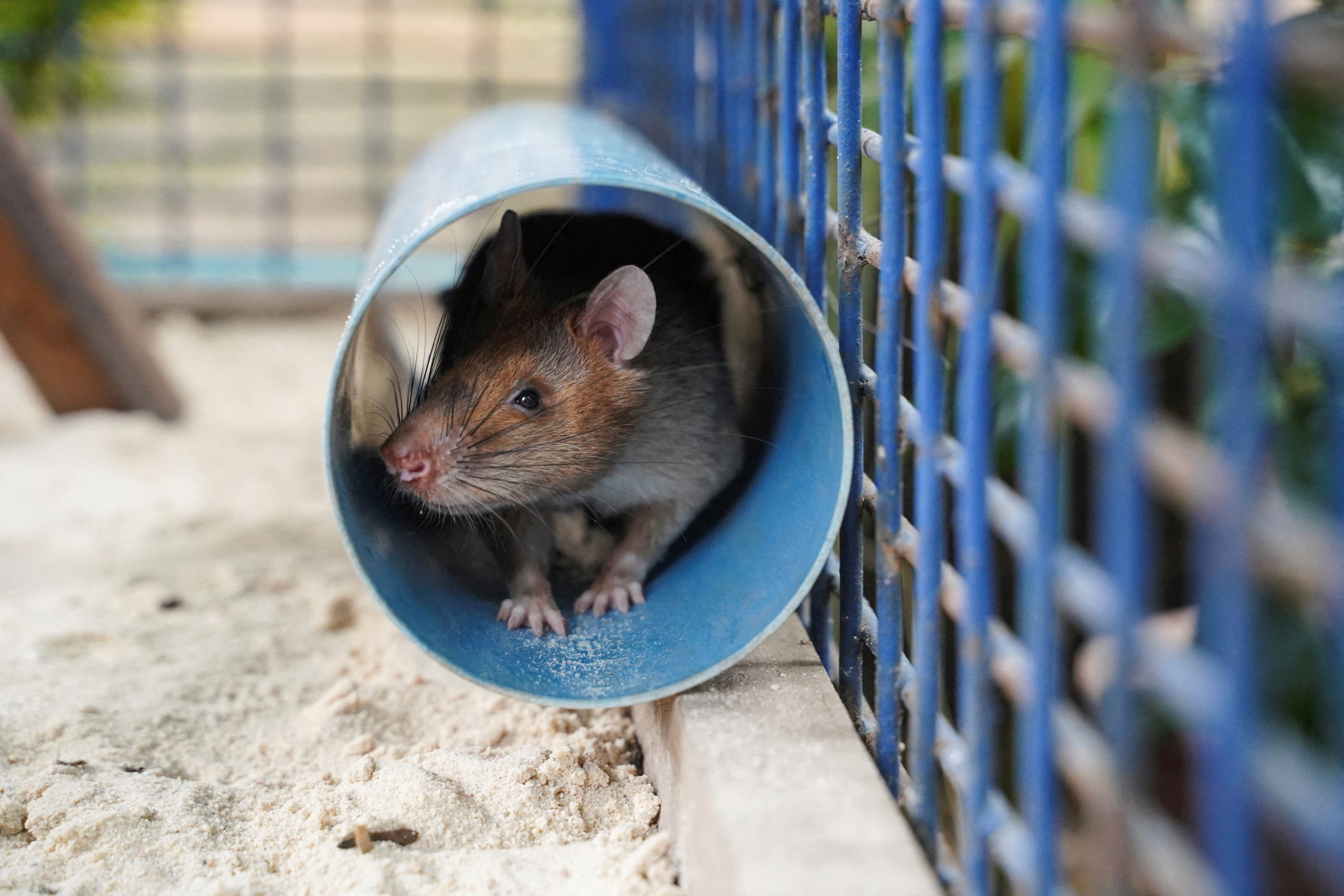 Cambodia's landmine-sniffing 'hero' rat Magawa dies in retirement ...