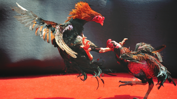 Cockfighting stock photo