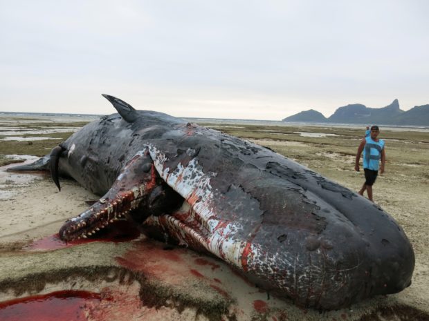 A sperm whale was found dead on the coast of Dapitan City