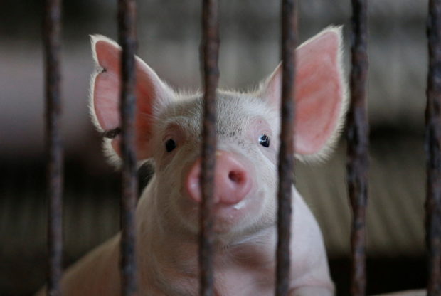 Two pigs in Barangay Taculing, Bacolod City, Negros Occidental tested positive for African Swine Fever (ASF). 