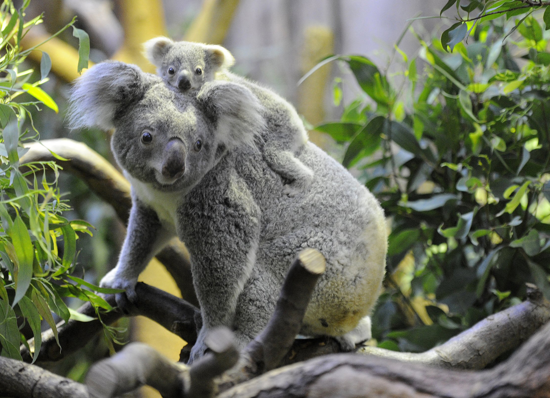 Australia warns koalas &#39;endangered&#39; as numbers plunge | Inquirer News