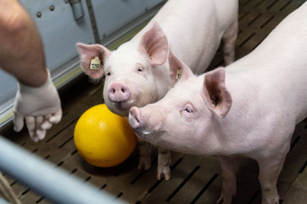 FILE PHOTO: Pigs stand in a barn of the of Ludwig-Maximilians-University Munich at the Badersfeld bog test farm in Oberschleissheim, Germany, January 24, 2022. Scientists at LMU are using genetic engineering to grow donor organs in pigs. REUTERS/Lukas Barth