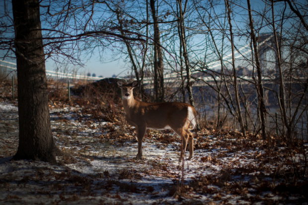 A white-tailed deer stands in Fort Lee Historic Park in frigid temperatures, in front of the George Washington Bridge at Fort Lee, New Jersey January 8, 2015.  REUTERS/Mike Se