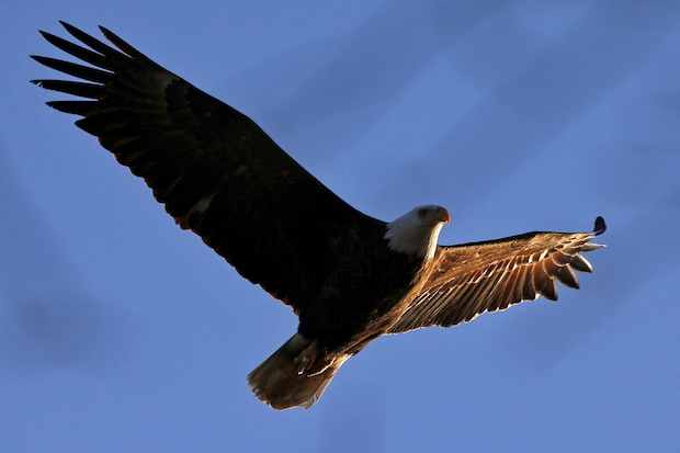 American Bald Eagle in flight, for story: ‘Lady of the US’ lays eggs at National Arboretum