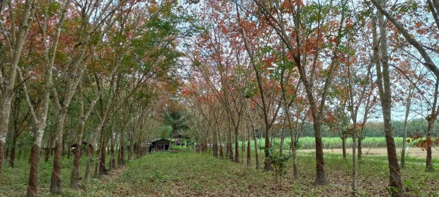 Picturesque scenery along the Kidapawan-Mlang highway in Cotabato province, for story: 'Wintering season’: Pretty, but cuts down rubber tree profits