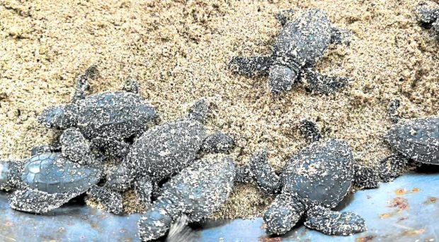 Photo for story: Pagadian villagers save hatchlings of ‘vulnerable’ sea turtle species