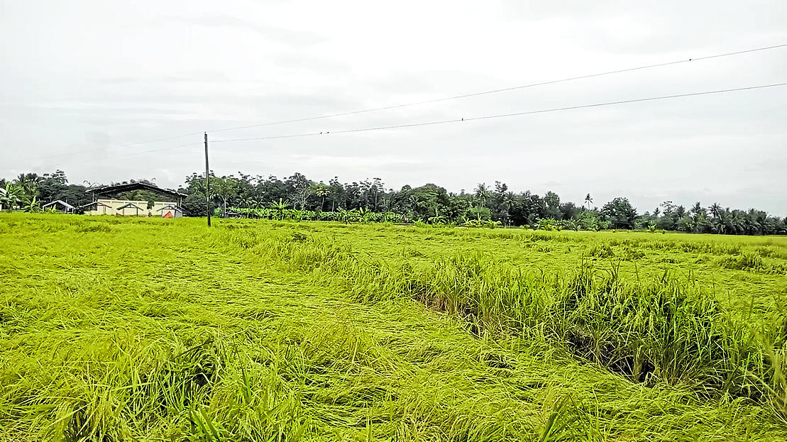 Bongbong Marcos On Agriculture: 'Our Soil Is Under Threat ...