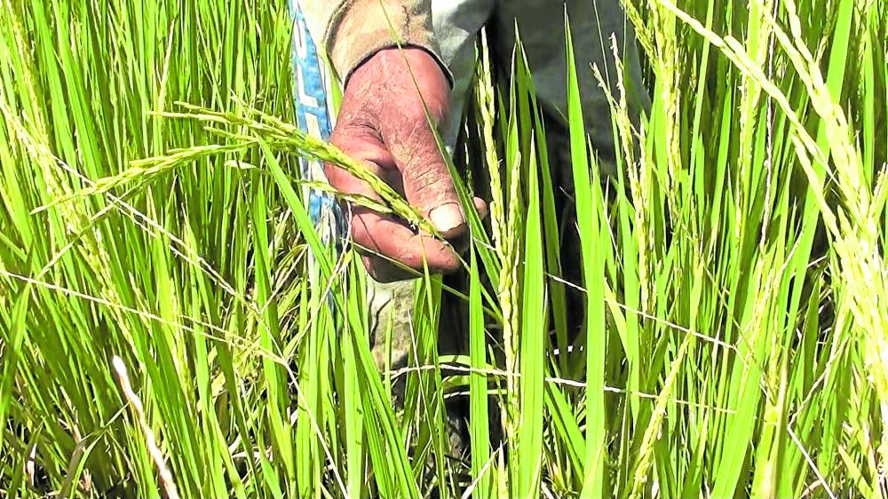 NIA, via contract farming, eyeing P29 per kilo rice by August