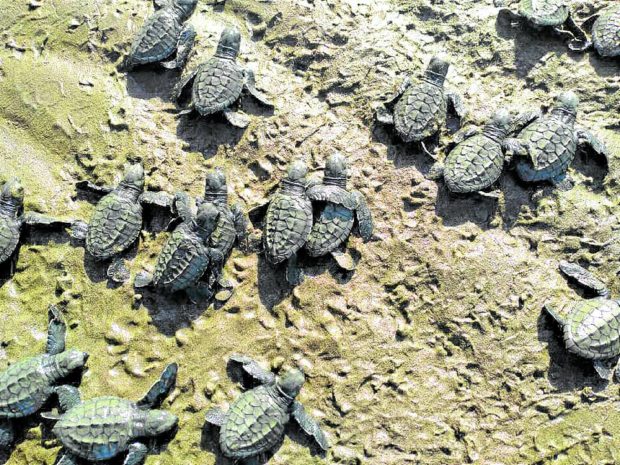 685 baby turtles released in Tayabas Bay