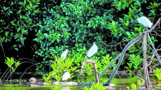 SIGHT TO BEHOLD   Egrets, along with black-crowned night herons and Japanese night herons - for story: Lucena eyes twin rivers as next tourist attraction