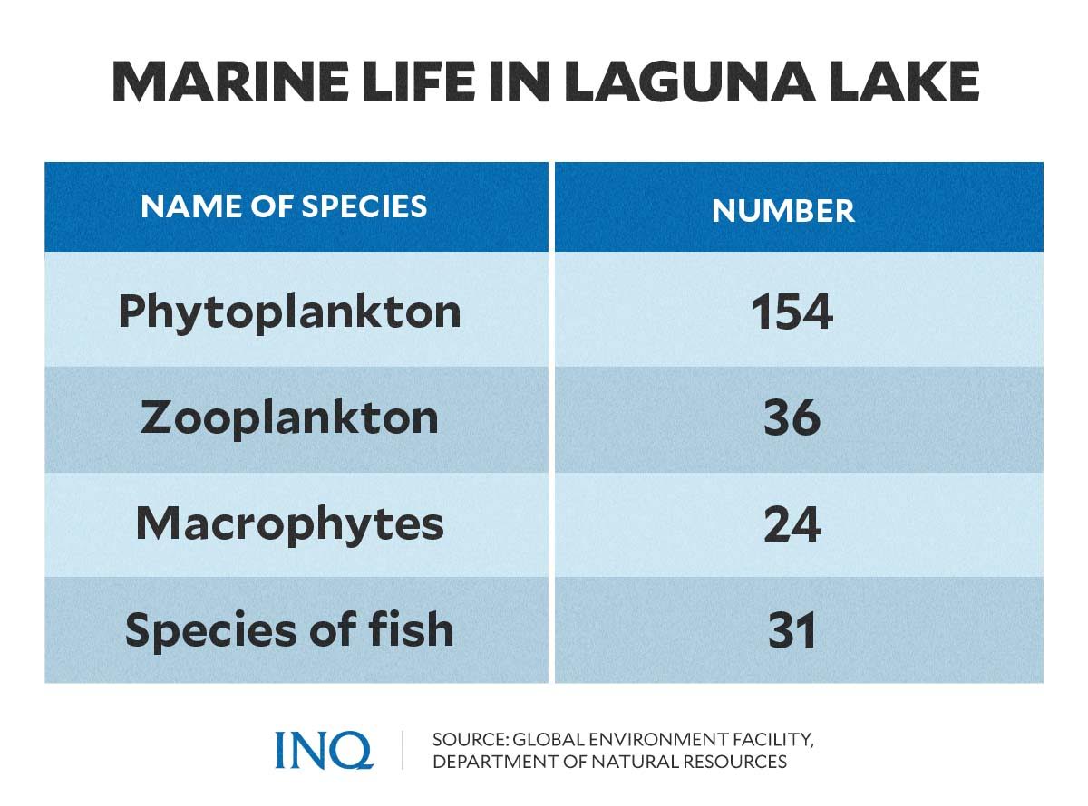 Marine life in Laguna lake