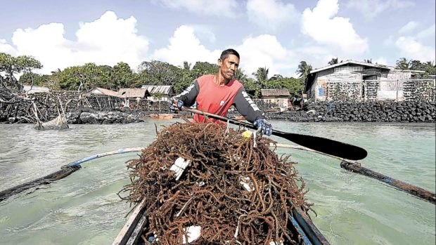Photo of a Palawan seaweed farmer, for story: Palawan seaweed farmers cry for help