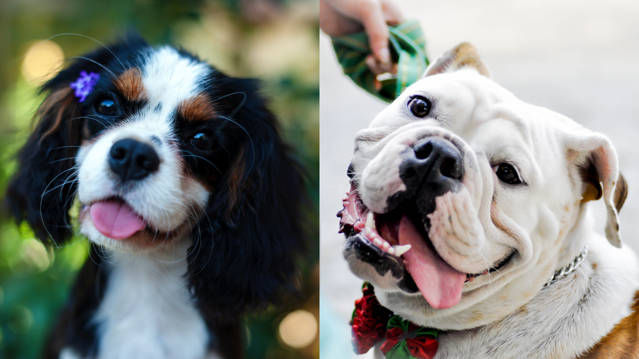 Cavalier King Charles Spaniel (left) and English bulldog banned breeding in Norway