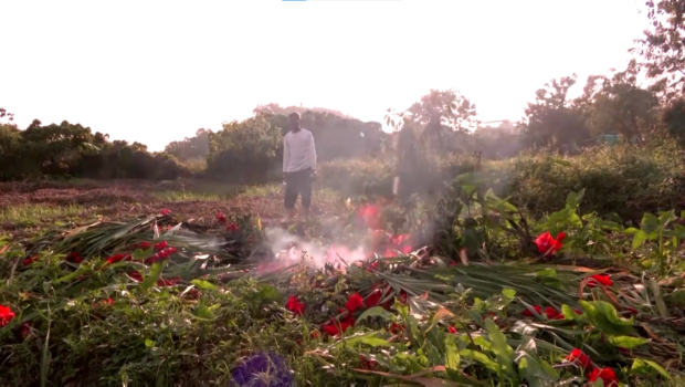 A farmer in Hong Kong burns unsold stock of flowers