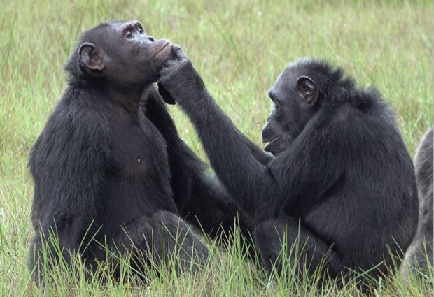 gabon chimps