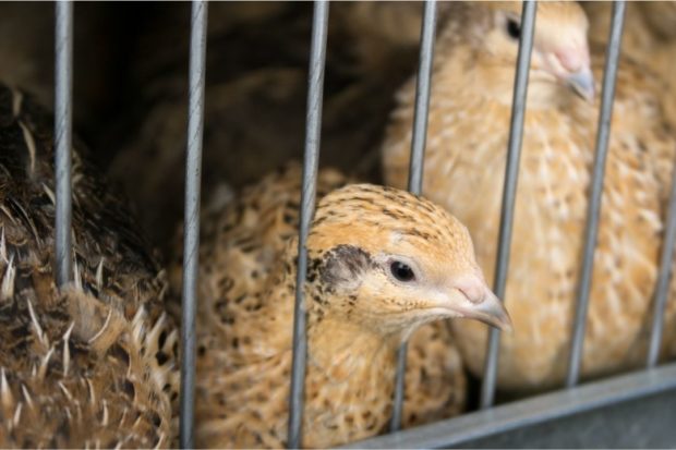 Stock photo of poultry, for story: Pangasinan bars poultry entry amid bird flu cases in nearby provinces