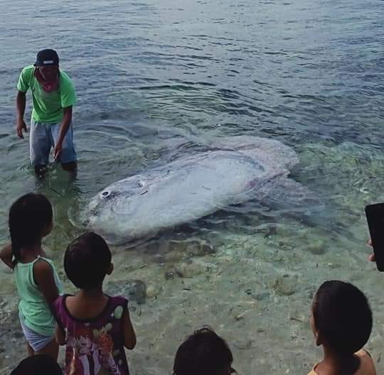 sunfish found dead in Bohol