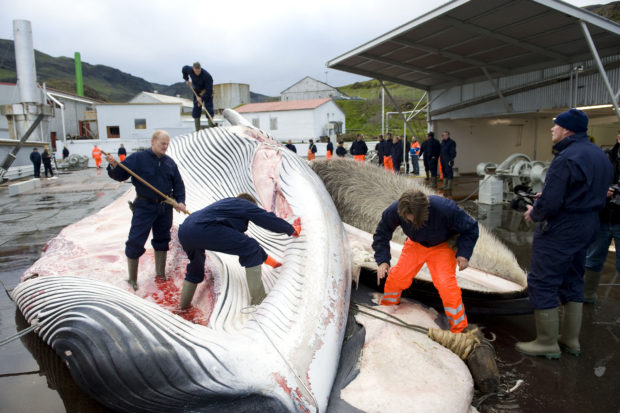 Whale hunting in Iceland