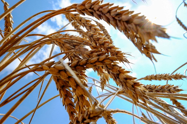 Wheat is seen in a field in Nikolaev, FOR STORY: Ukrainian Railways ready to boost grain exports by train