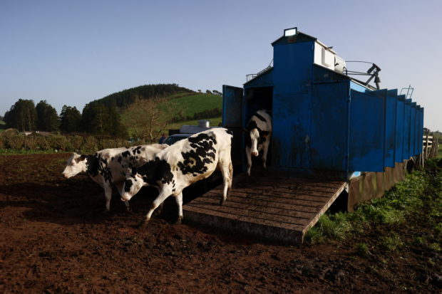 Cows leave from a mechanical milking facility, near Velas, on Sao Jorge Island, Azores, Portugal, March 28, 2022. REUTERS/Pedro Nunes