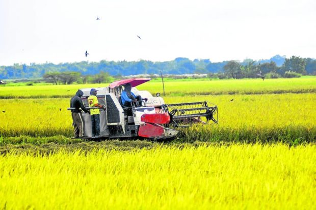 Farmers harvested rice at Barangay Unzad in Villasis town in Pangasinan province