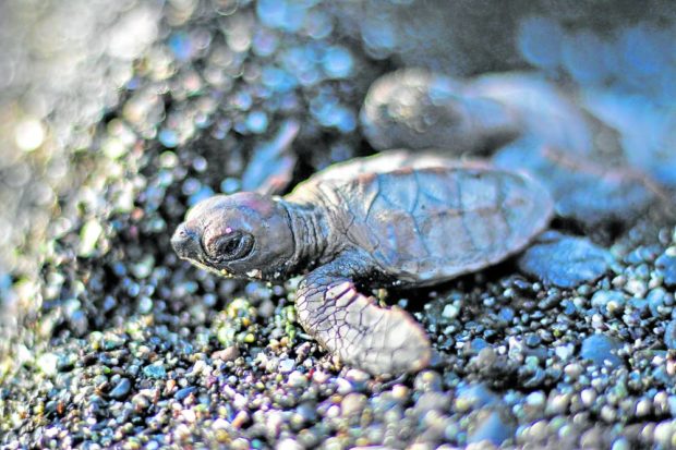 A hawksbill sea turtle hatchling crawls to the sea, FOR STORY: Sea turtles hatch again in Misamis Oriental town
