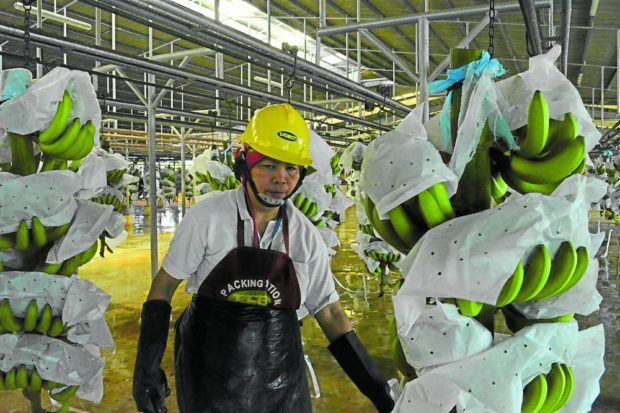 PACKING PLANT This 2016 photo shows a worker inside a packing plant of one of Davao del Norte’s top banana exporters. STORY: Mindanao business leaders want excise tax lifted