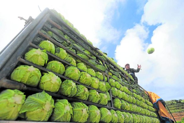 A farmer in Atok, Benguet, loads newly harvested cabbages onto a truck. STORY: Duterte orders P200 subsidy for poor raised to P500
