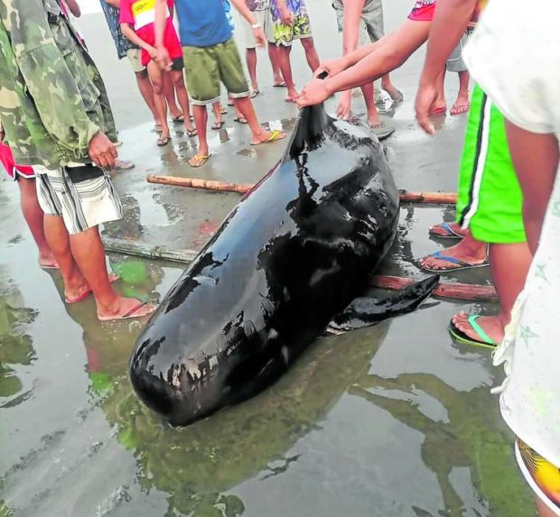 Residents and the maritime police in Barangay Bonuan, Dagupan City, guide a stranded dolphin return to the sea