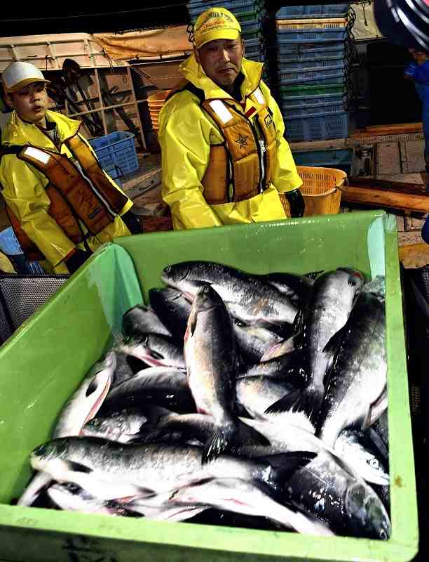 The first seasonal catch of chum salmon is seen at Habomai Fishing Port in Nemuro, Hokkaido