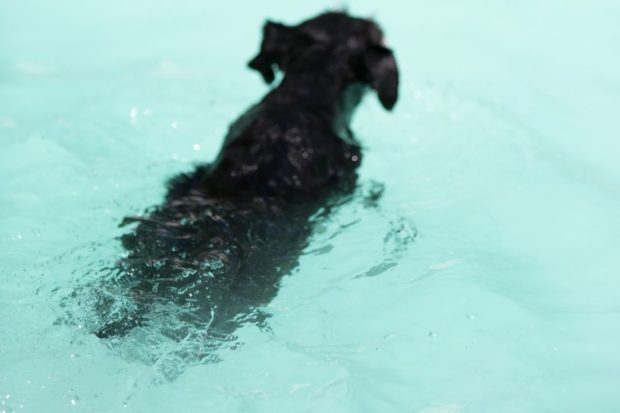 Pool party: Dogs get a treat from their humans