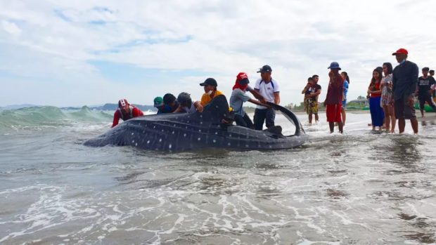 Trapped whale shark released in La Union town